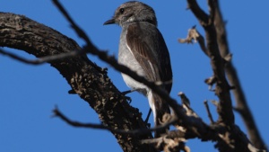 Hooded Robin - credit Ellura