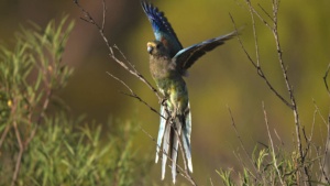 Mulga Parrot  - Credit Ellura
