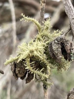 Southern Cypress pine and lichen Sec 13