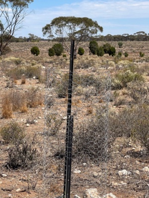 Protecting emerging vegetation - replanting project 2025