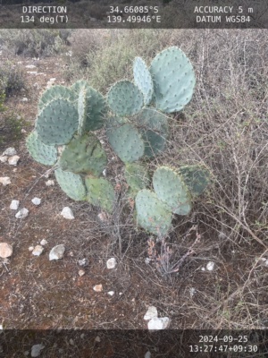 GPS existing Wheel Cactus