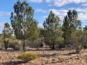Callitris gracillis - The Southern Cypris Pine. Sec 227