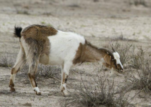 Impacts of feral goats - credit image Landscape board