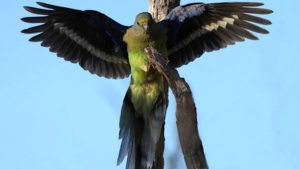 Mulga Parrot in flight - credit Ellura Sanctuary