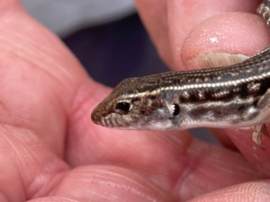 Identifying native species - when engaged in citizen science