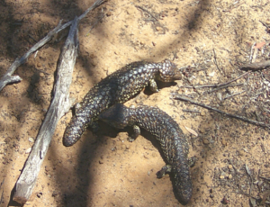 Two Shinglebacks dancing Nov 2025