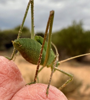 Leaf Katydid