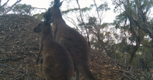 Two Roo's - 2