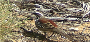 Chestnut Quail  Thrush