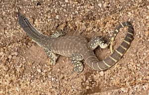 Varanus gouldii - Sect 13  Seen Nov 2024