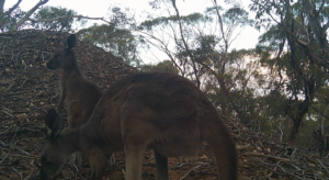 Roo's Visit the Mound 1