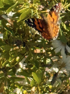 Painted Lady on a spiny Fan flower