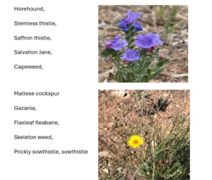 Weeds eradicated at Ellura
