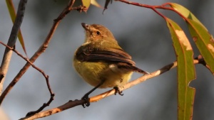 Weebill - January 2026 - Credit Ellura