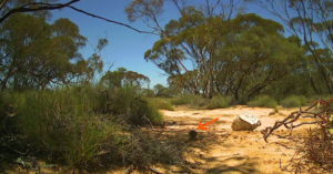 A CPE fox wild dog Bait Sect 227 - Dec 2025