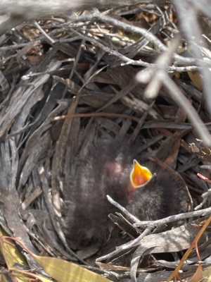 Chestnut Quail Thrush Chicks - October 13 On 226