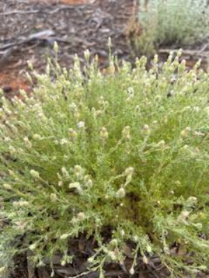 New Holland daisy - Vittadinea