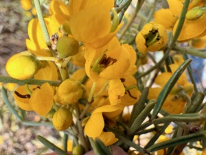 Senna flowering in spring even with poor rains 2025