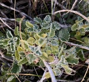 Horehound - Introduced feral plant