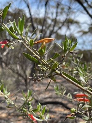 Eremophila glabra subspecies - 227 Oct 2024