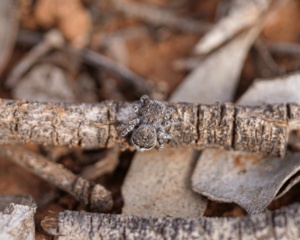 Bat Like peacock spider - female (Image M Worthing)