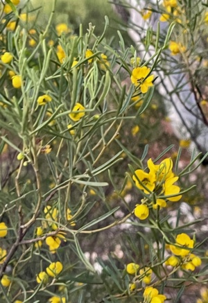 Senna in flower Nov 2024 Sec 13