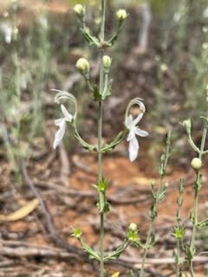 Grey germander - Teucrium 215