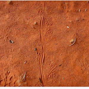 Sand Goanna tracks
