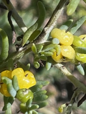 Ruby Saltbush Enchylaena tomentosa