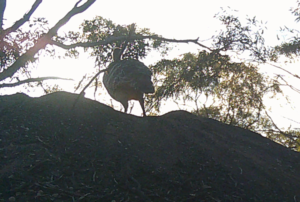 Mallee Fowl sun rise