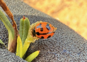 Small Transverse Ladybird Beetle