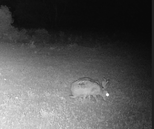 An adult Hare Sec 13