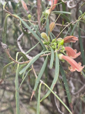 Eremophila Longifolia Sec 13 Nov 2024