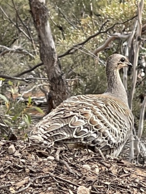 Mallee Fowl 16:6