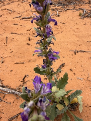 Australian Bugle
