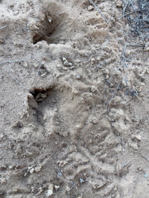 Echidna tracks