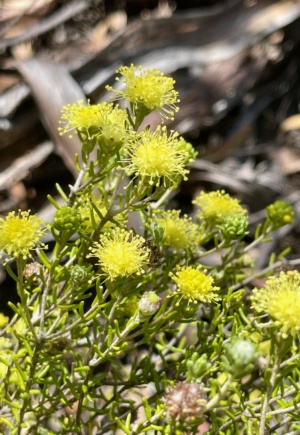 Yellow Microcybe - Sect 227 Nov 2024
