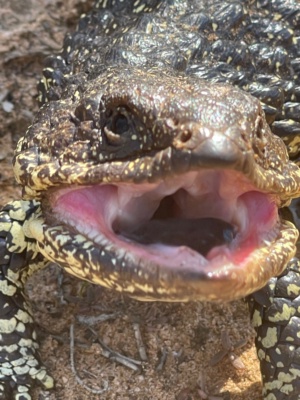 Shingle Back Lizard - Tiliqua rugosa