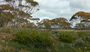 wombat browse and food 