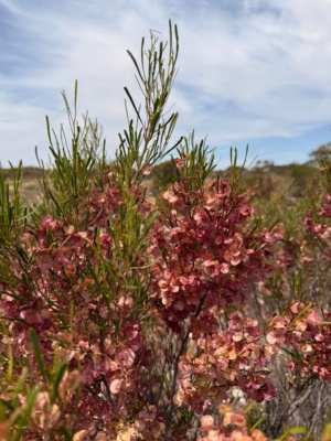 Dodonaea fruiting in January 2026