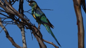 Australian Ringneck - Credit Ellura