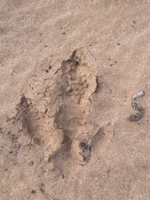 Tracks Emu