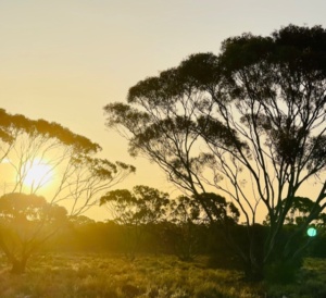 sunset