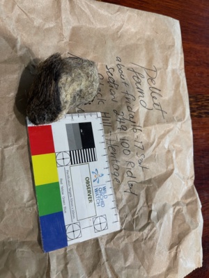 Owl Pellet - fur ball of rodents and delicacies