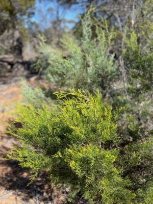 Callitris verrucosa - Sec 226 this is the Warty Cypress Pine 