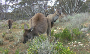 Western grey