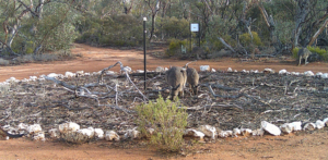 Four Kangaroos at the camp site