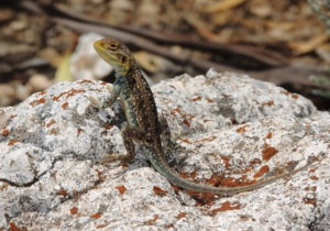 Male - Orange Phase - Painted Dragon  Ctenophorus pictus