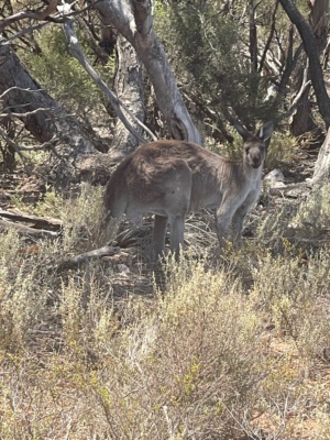 Male Eastern Grey Kangaroo - Macropus giganteus Sec 13