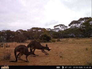 Two Kangaroos - captured point in time - swift pro